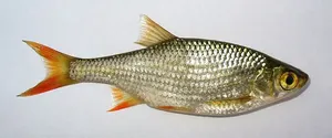 Roșioară