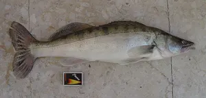 Șalău