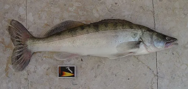 Șalău