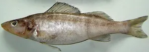 Șalău de mare