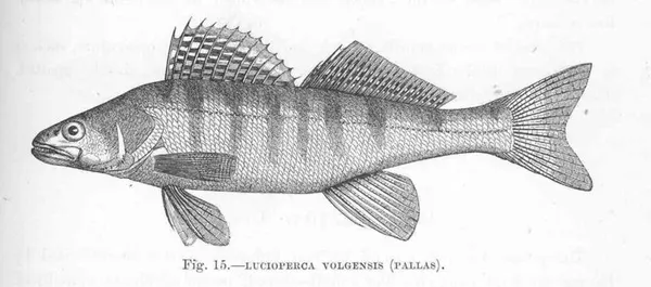 Wolgazander