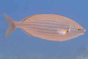 Salpă