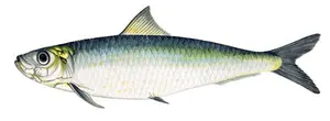 Sardea
