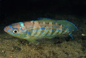 Smarid