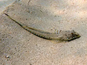 Șoricel de mare