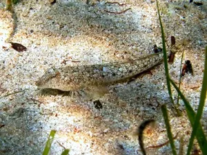 Șoricel de mare mic