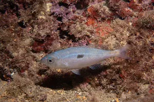 Spicara maena