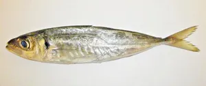 Stavrid