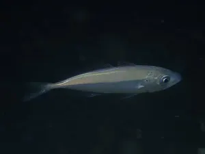 Stavrid de Atlantic