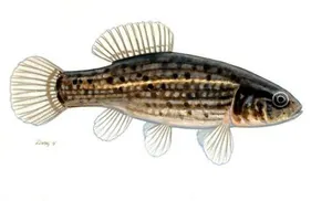 Țigănuș