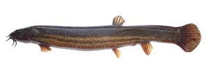 Tipar