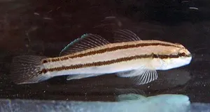 Tridentiger trigonocephalus