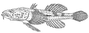 Umflătură
