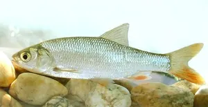 Văduviță