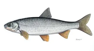 Virezub