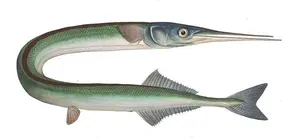 Zărgan