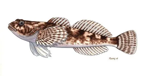 Chabot de Sibérie